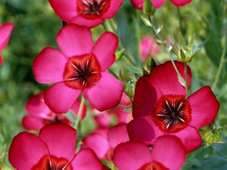 Bright Scarlet Flax Plants