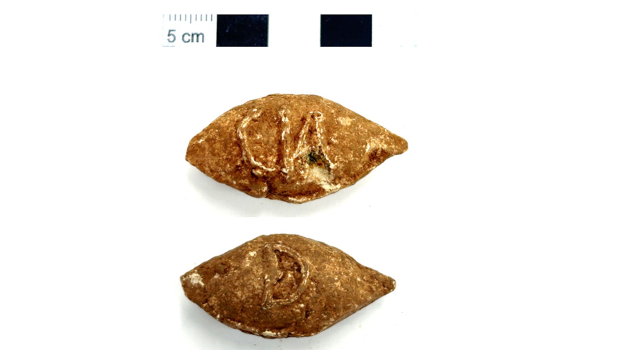 A close up of two almond-shaped golden stones with carvings on them and a 5 cm ruler above them