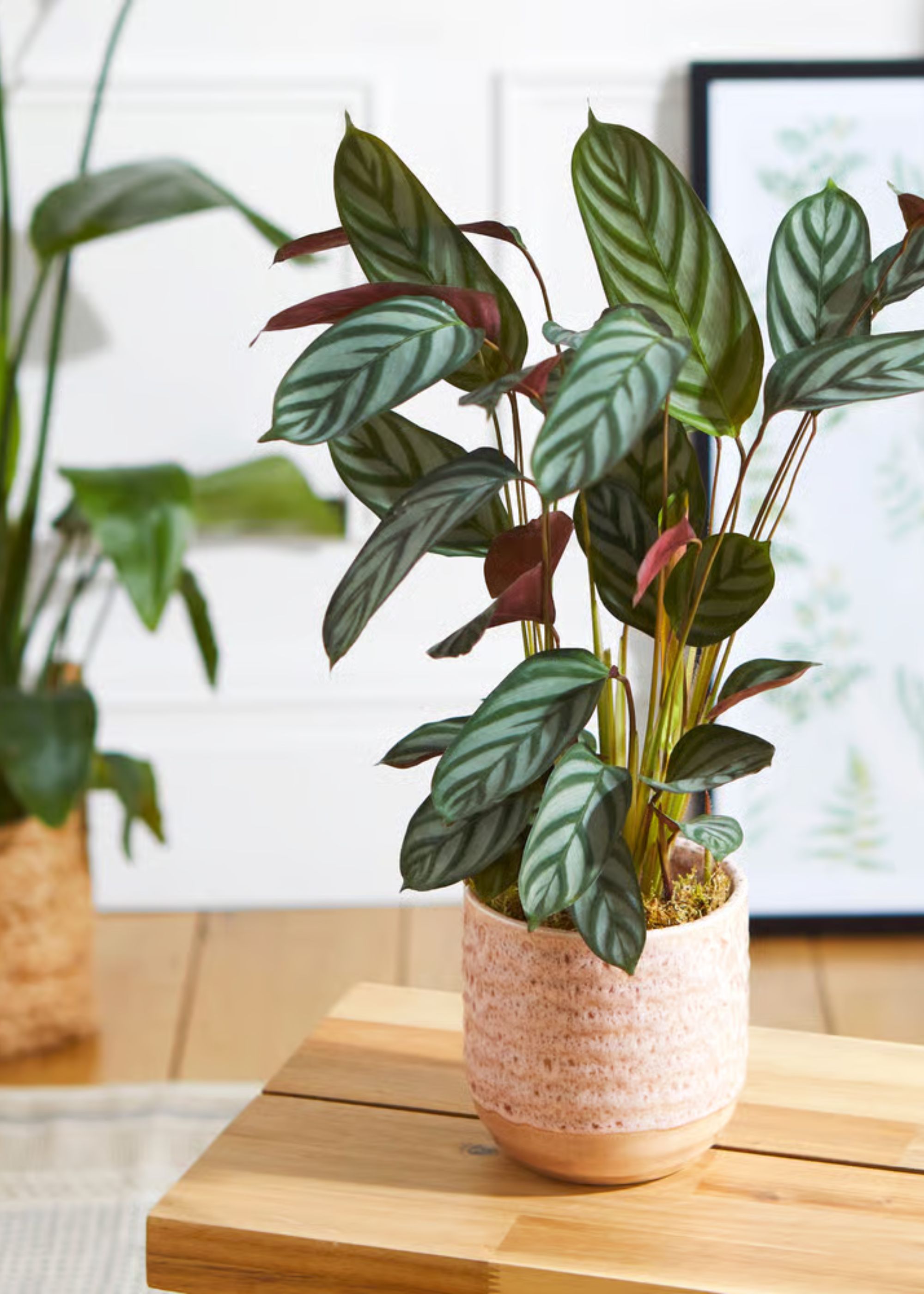 A potted calathea in a pink ceramic planter on a wooden stool