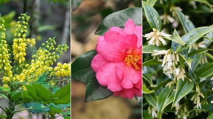 winter flowering shrubs