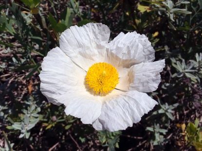 matilijia poppy