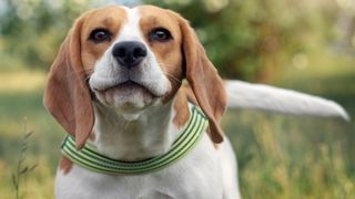 Beagle head shot