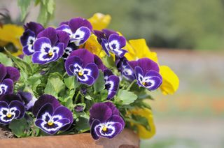 A patch of purple pansies growing out of a container