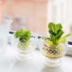 growing celery from scraps in a bowl of water on windowsill