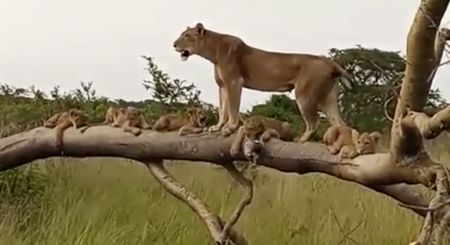 This still comes from a video of Julia with cubs belonging to her and her sister Jessica.