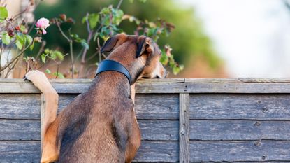 a cheap way to fix fence to keep dogs in