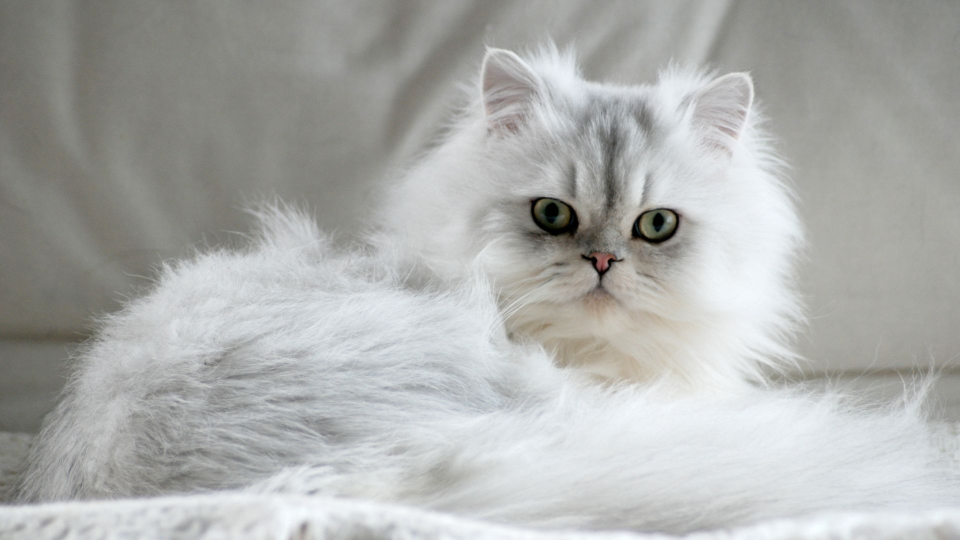 fluffy white persian cat