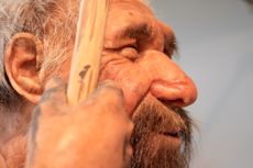 a reconstruction of a prehistoric man, Neanderthal