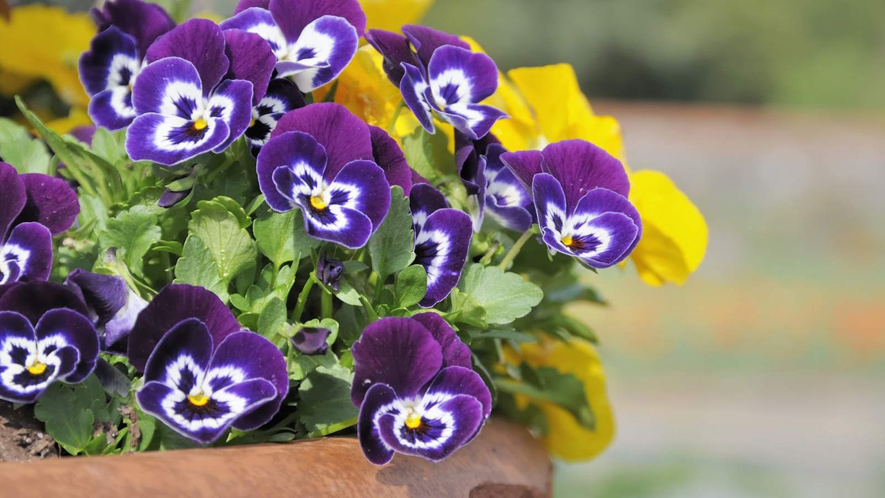 Annual flowers blooming in a container 