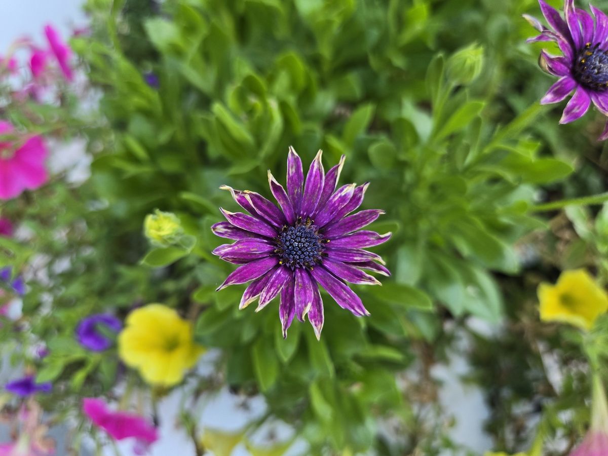 Samsung Galaxy Z Flip 6 macro sample.