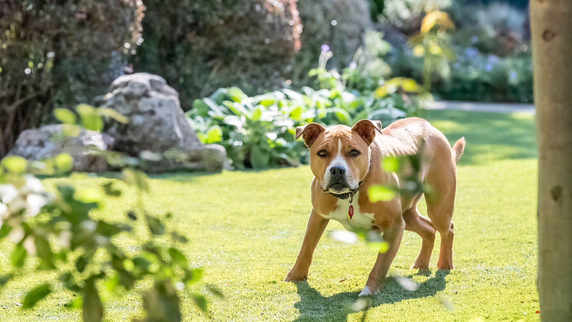 Dog in garden with hackles raised