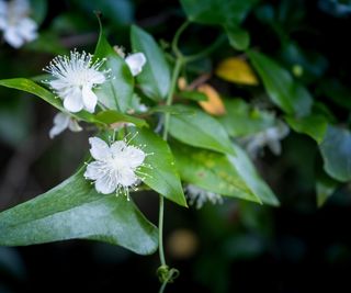 Myrtle shrub with white flowers in a garden border