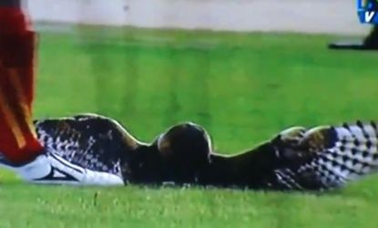 A Colombian soccer team's mascot owl lies injured on the field moments before being kicked by a player from the opposing squad. 