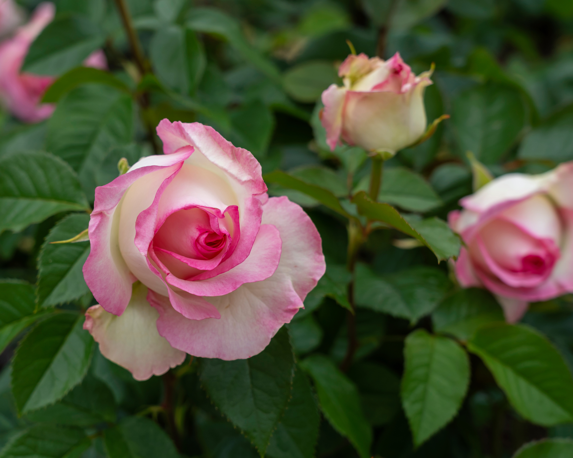 Moonstone rose buds on a bush