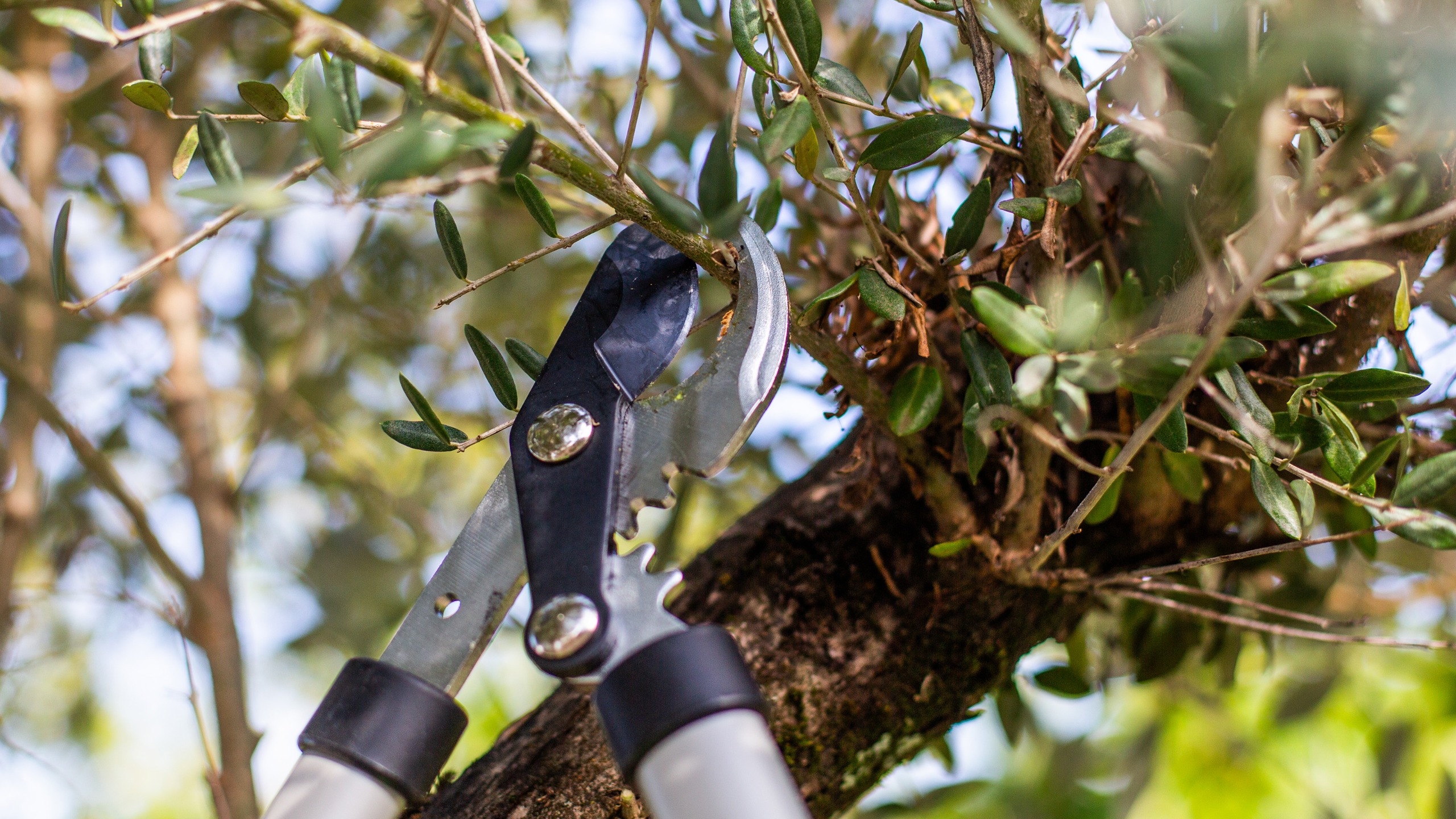 prune a tree on council land loppers pruning a olive tree