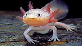 an axolotl, or mexican salamander, looking at the camera with pink frills around its face