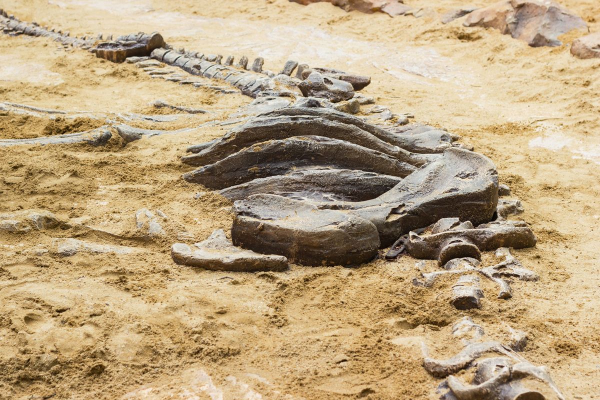 A fossil site in North Dakota might help paleontologists understand the ...