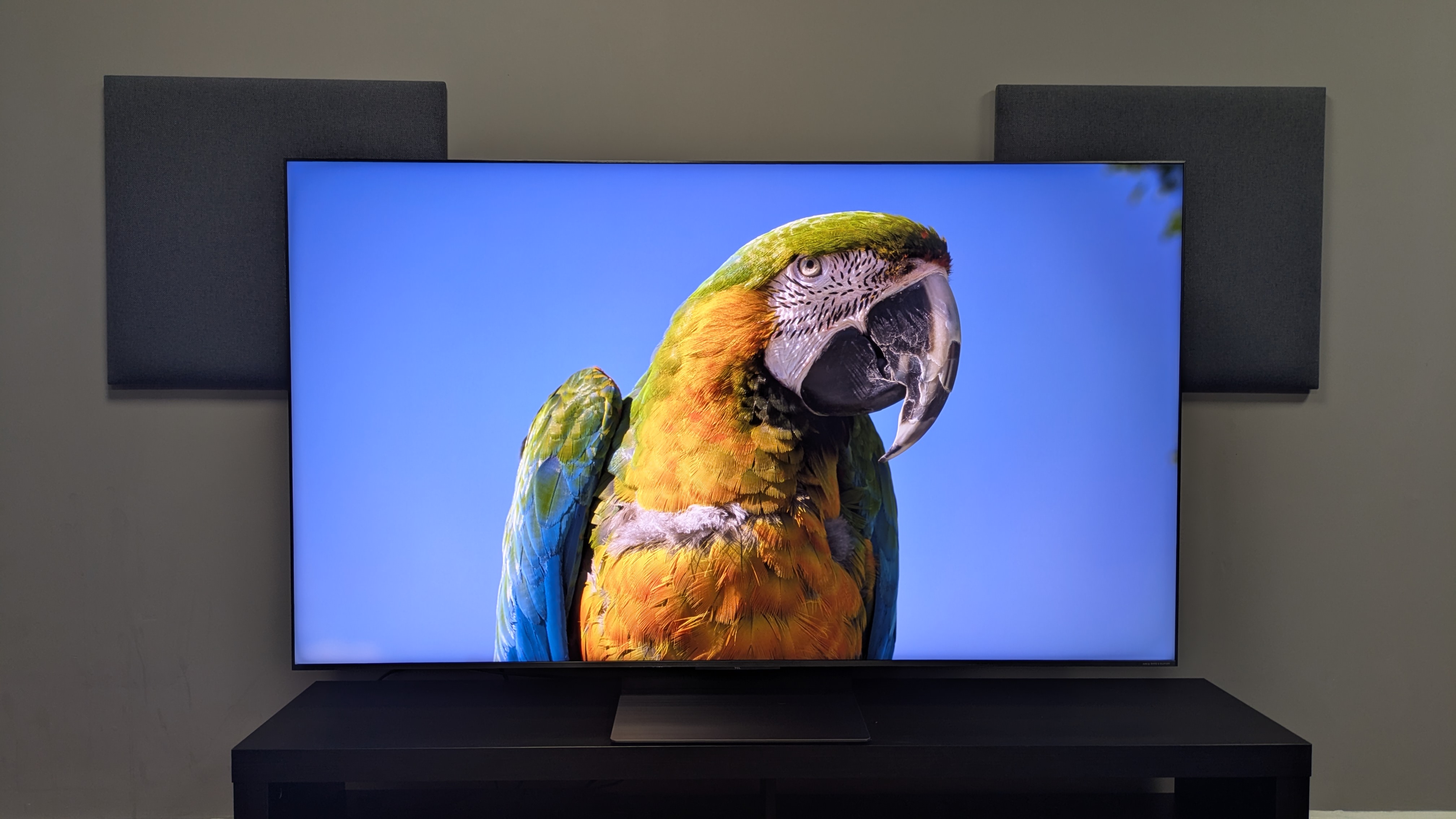 TCL C8K with parrot on screen