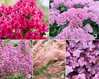 Pink planting palette featuring azalea 'Girard's Crimson', pink muhly grass, sedum 'Autumn Joy', astilbe 'Visions', and coral bells 'Wild Rose'