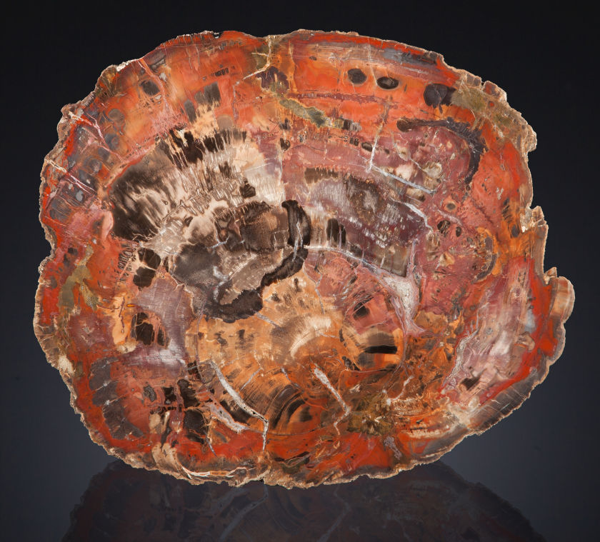 rainbow-colored slab of petrified wood