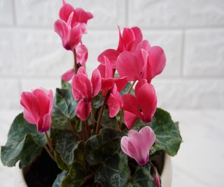 Pink cyclamen hederifolium