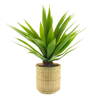 Artificial Dracaena in Bamboo Plant Pot