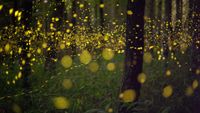 A long-exposure shot of specks of light from fireflies in the forest