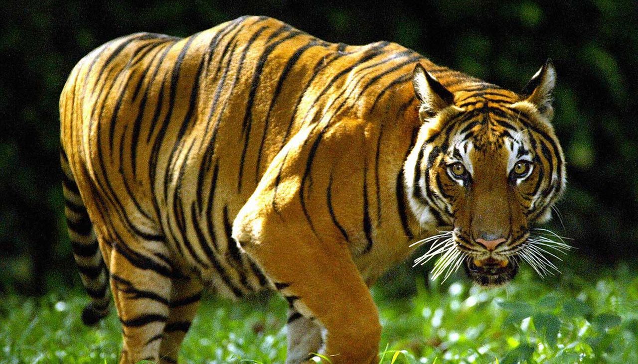 Man high on drugs finds a tiger in an abandoned Houston home