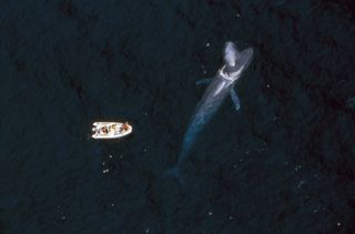Here, an aerial view of a spouting blue whale near a research boat.