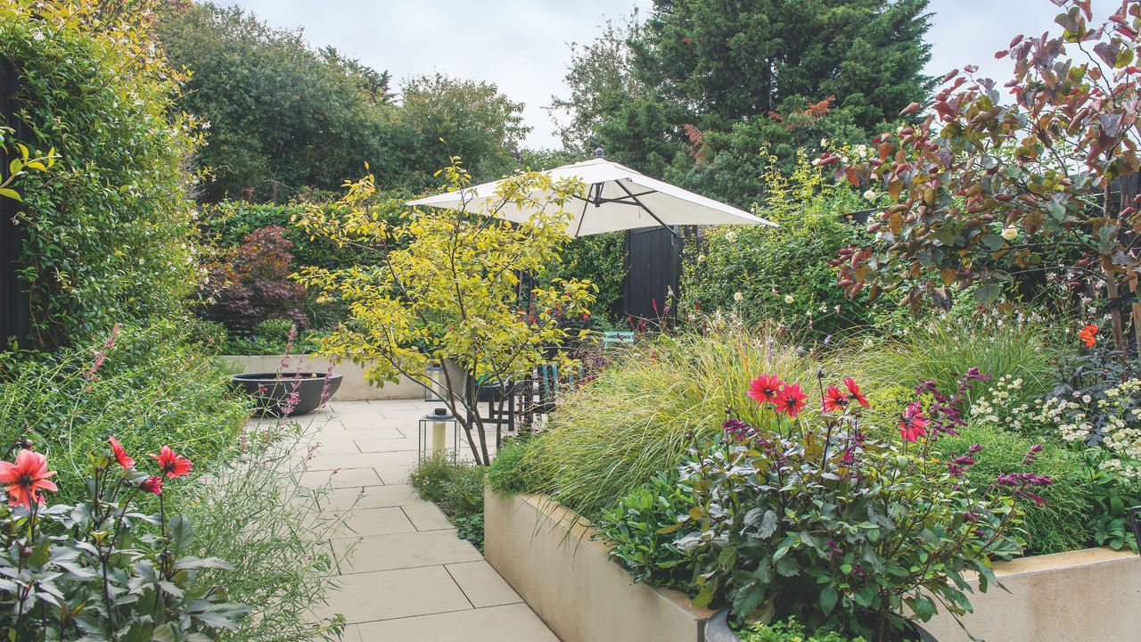 Pink and red dahlias growing in planters in garden