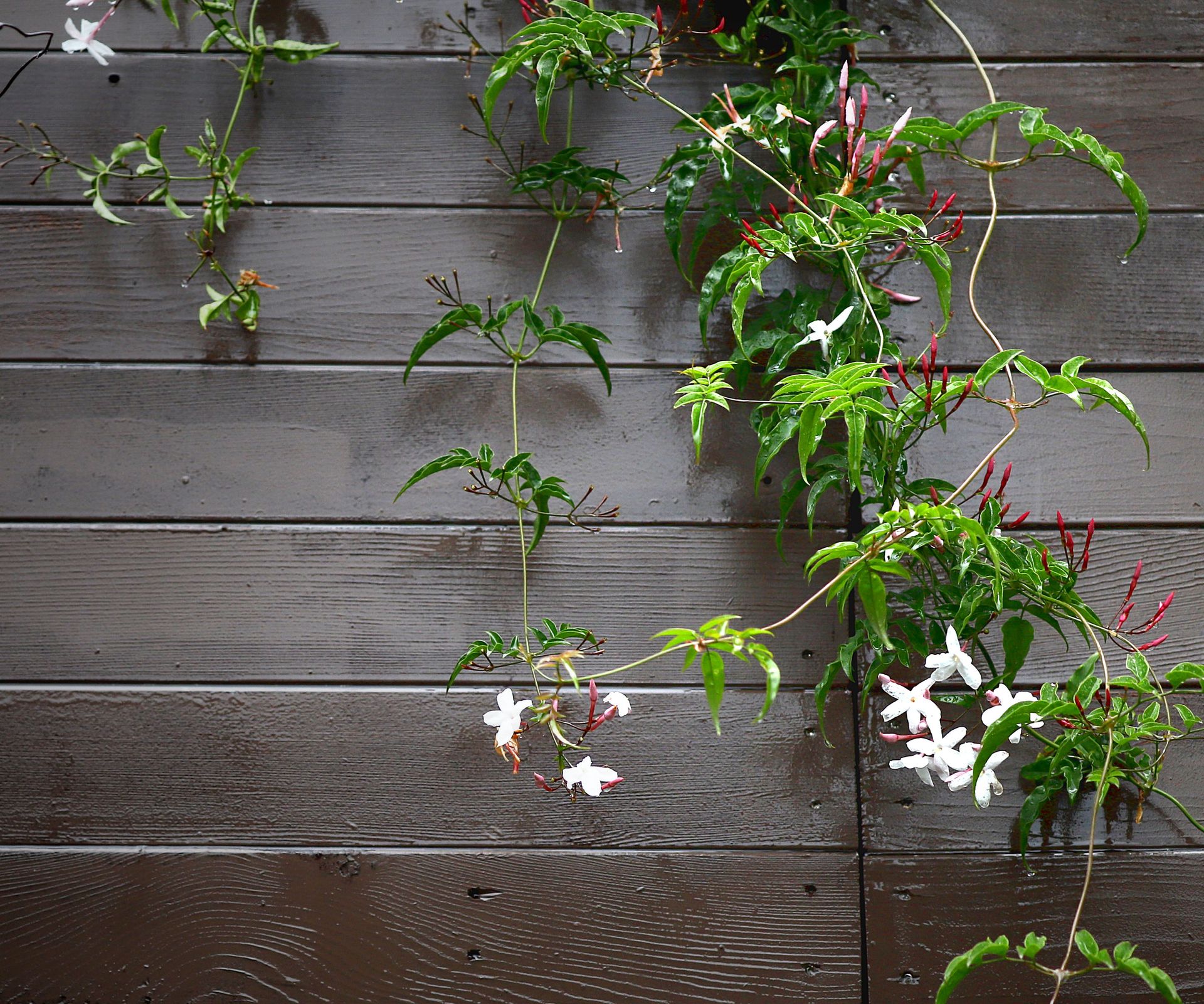Best plants to cover a fence 10 ways to disguise a fence Homes & Gardens