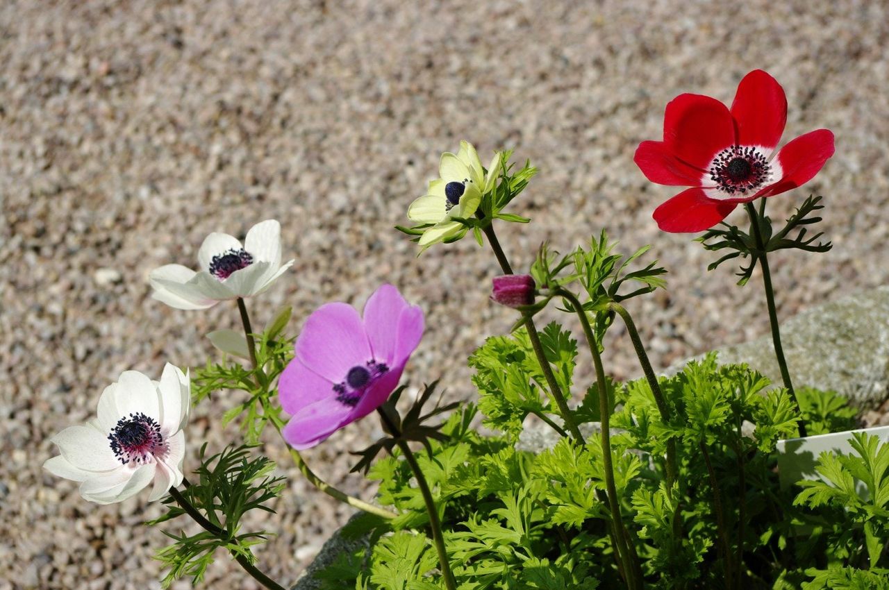 Different Colored Anemone Plants