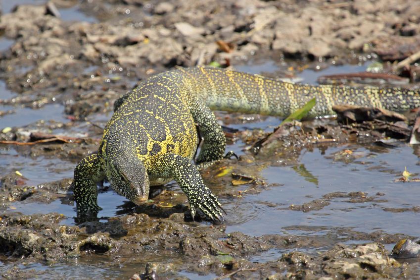 A Nile monitor lizard