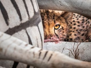 A cheetah feeds on a dead zebra