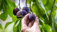 A gardener harvesting ripe damson fruits off a fruit tree
