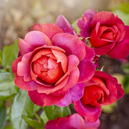 Floribunda Rose 'Hot Chocolate' 