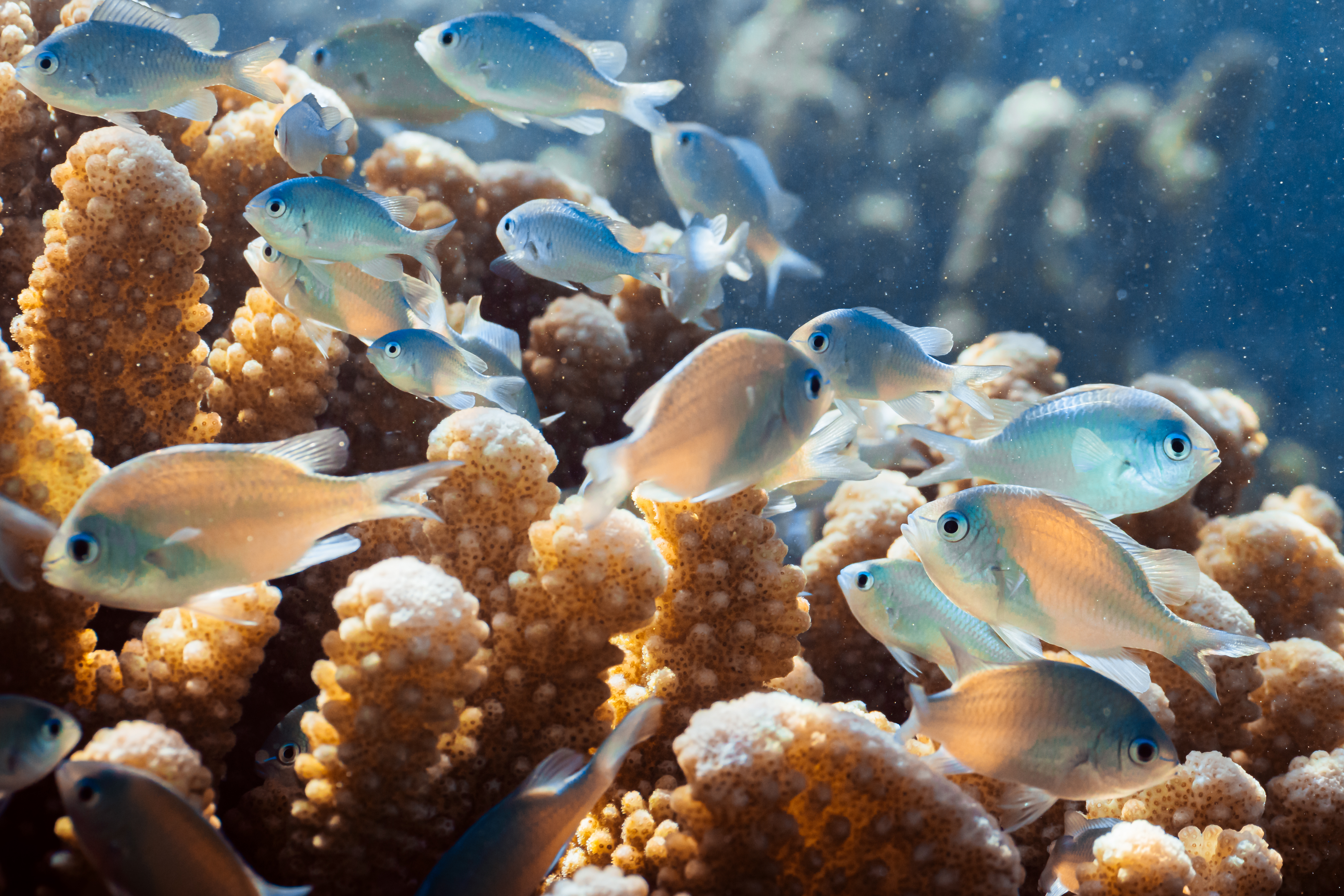 Coral Gardeners