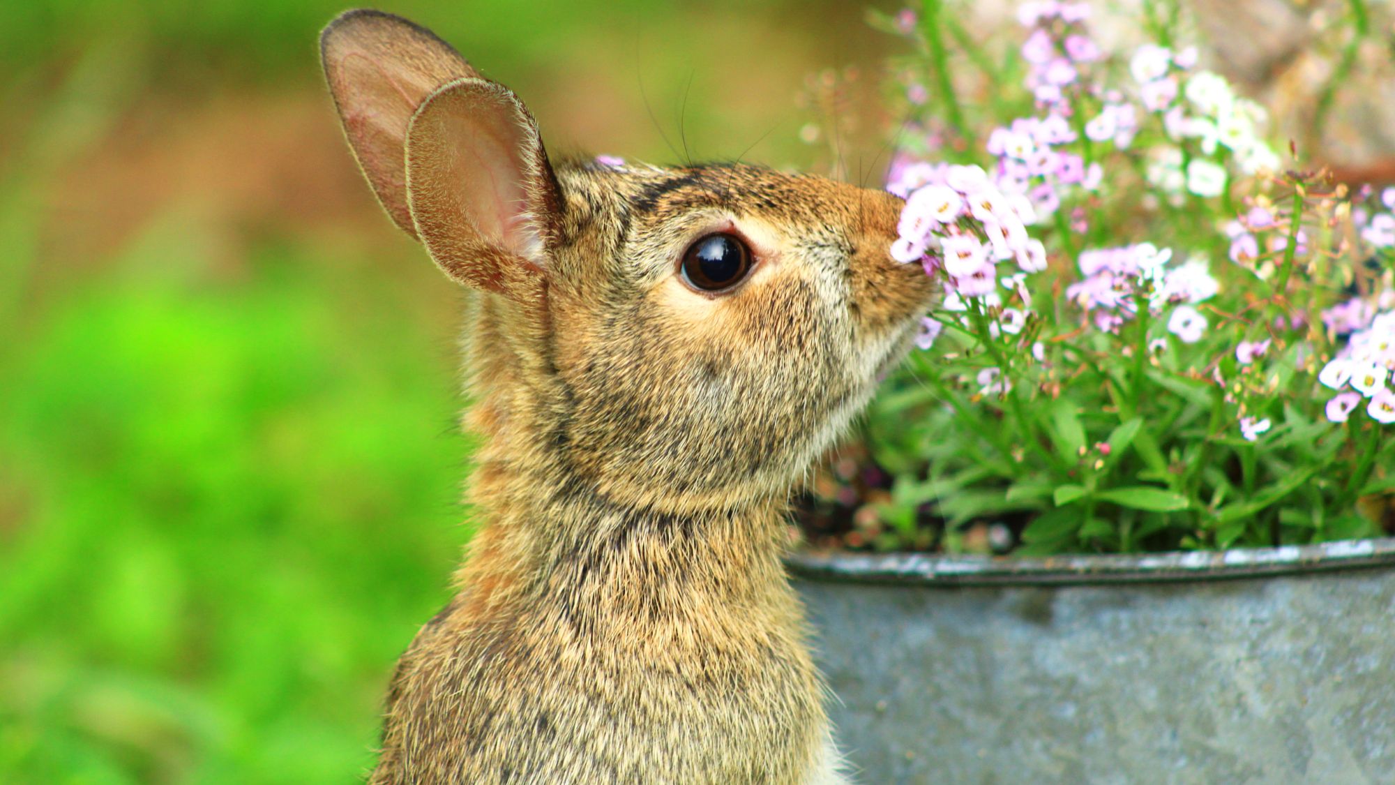 Cottontail Bunny Rabbit smelling Alyssum flowers