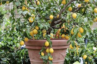 close up of a potted lemon tree