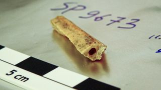 A close up of a small, cylindrical, yellowish bone with a hollow middle sitting on a shiny surface with a centimeter ruler next to it.
