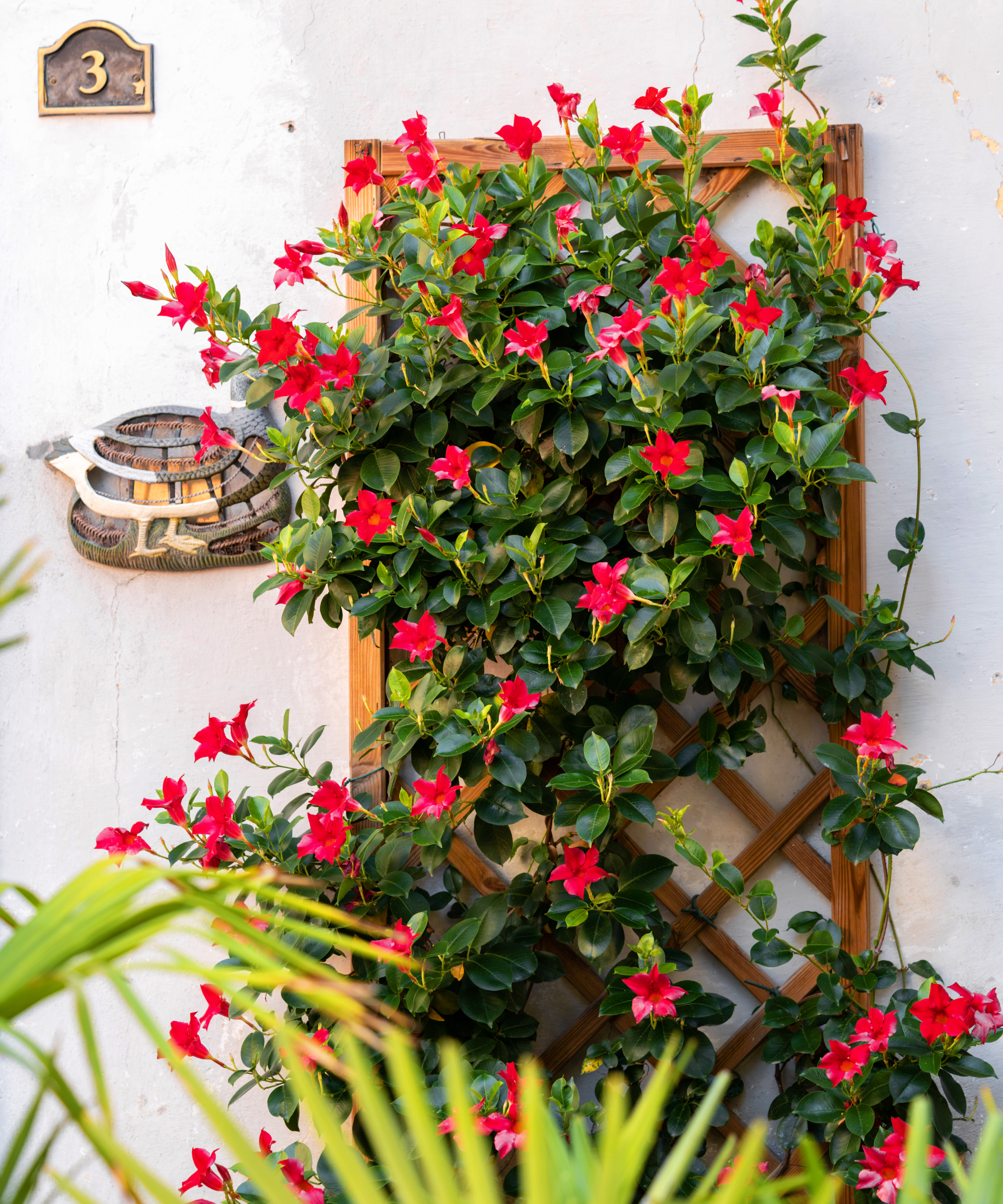 mandevilla growing on a trellis