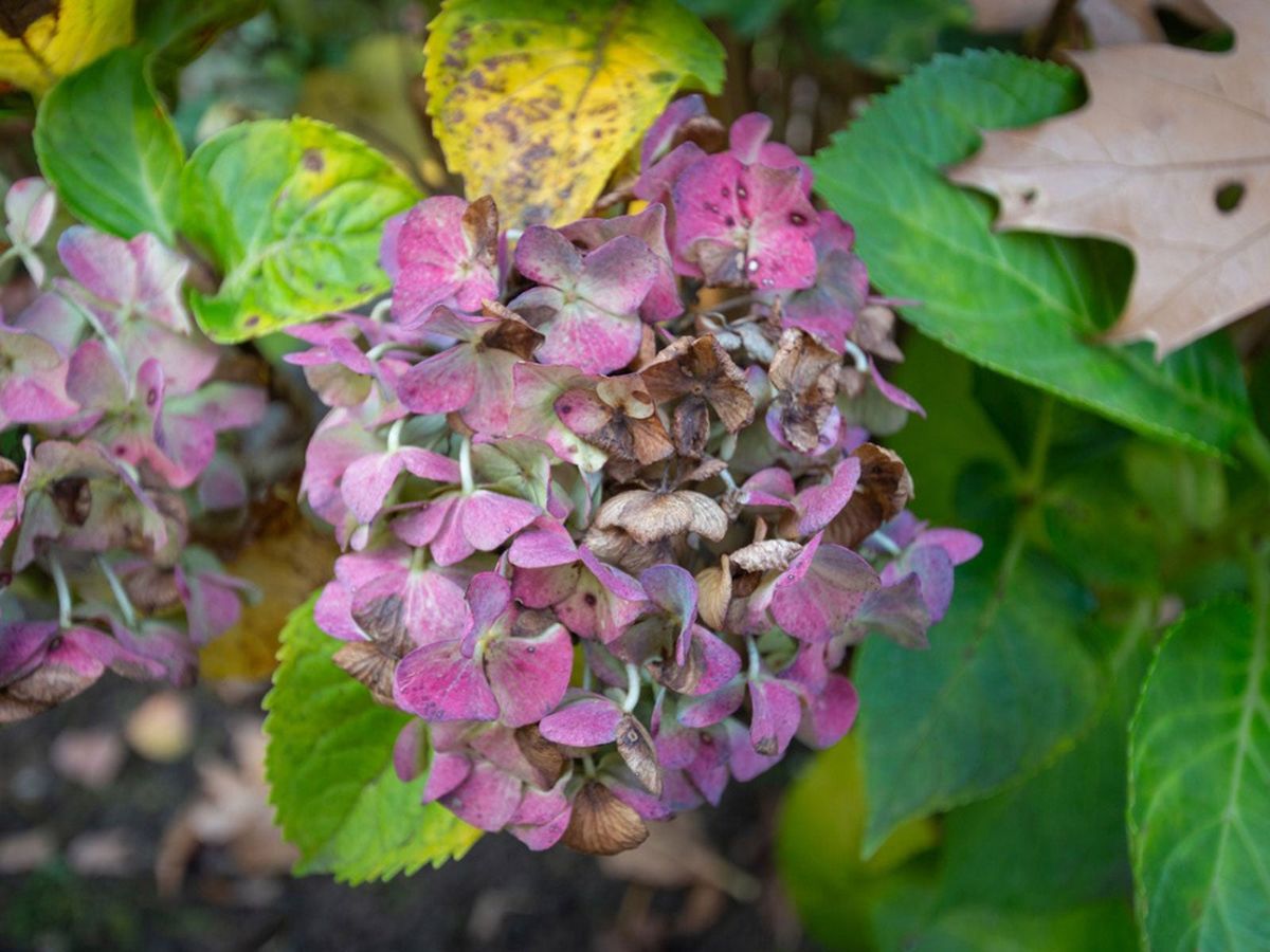 Droopy Hydrangea Plants What To Do When Hydrangeas Are Drooping
