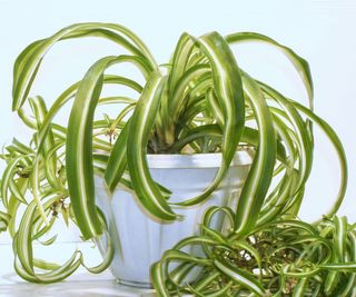 curly spider plant with babies