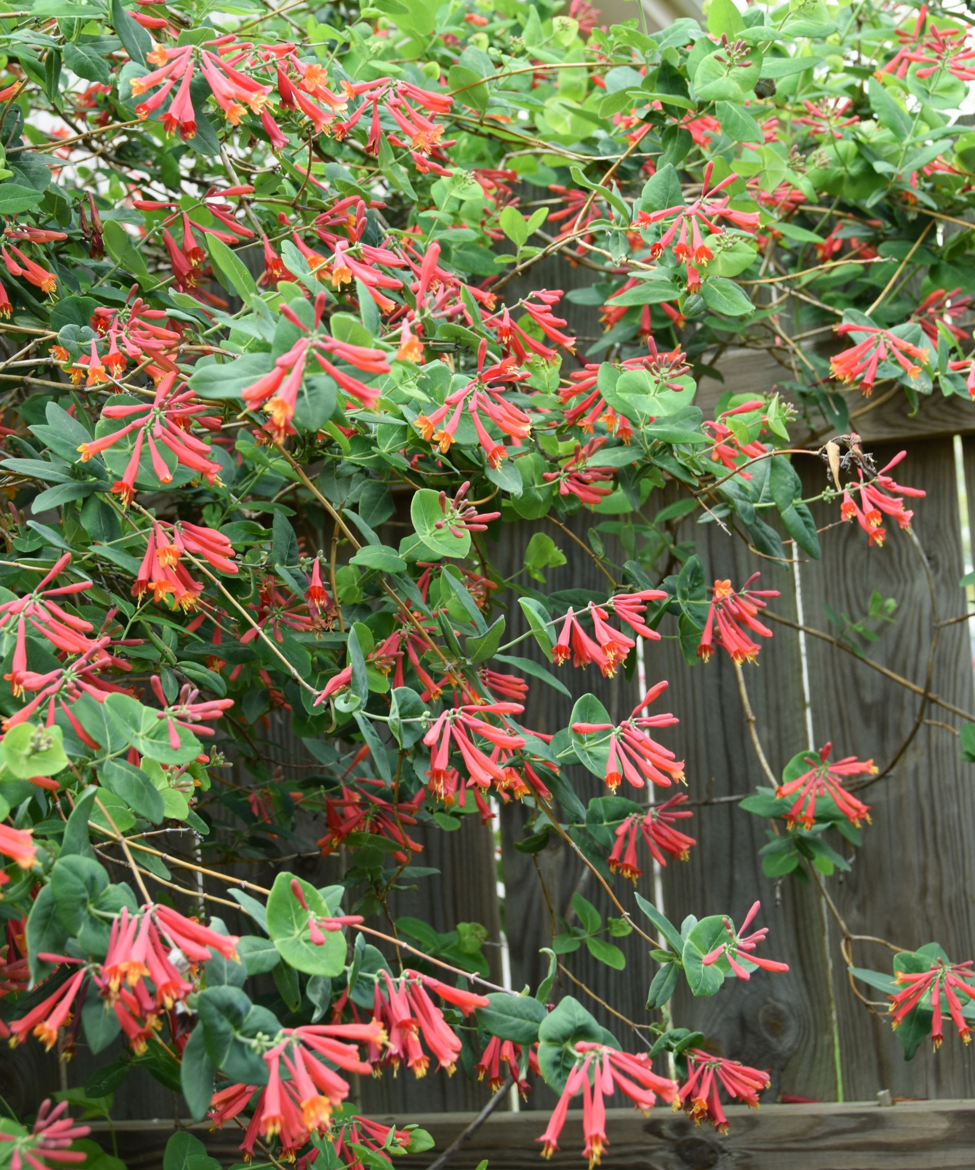 Coral red trumpet honeysuckle vine
