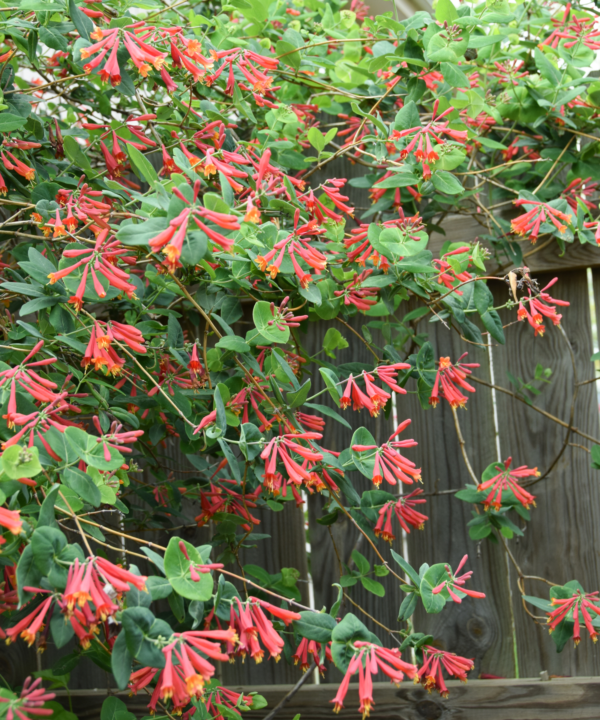 Coral red trumpet honeysuckle vine