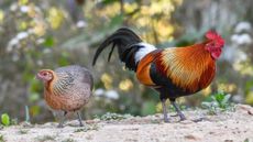 A mating pair of wild red junglefowl (female on left, male on right). 