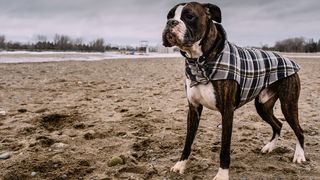 Dog wearing a coat in winter