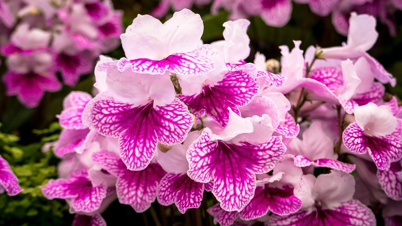 how to grow streptocarpus