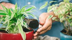 putting coffee grounds on potted plant