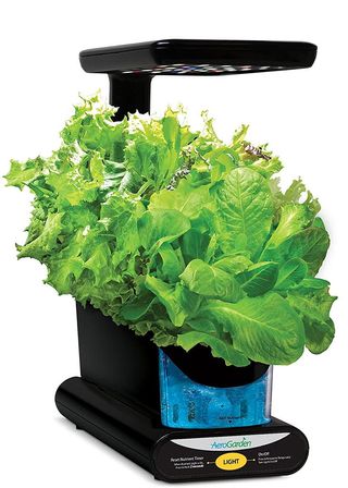 The AeroGarden Sprout hydroponics device with thick leafy greens emerging from the top.